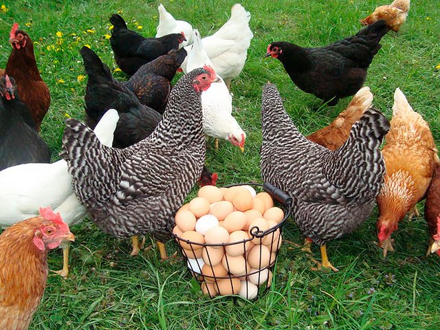 Содержание кур и уход за ними | ЗооТом - продажа, вязка и услуги для животных в Никольске