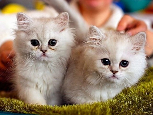 Породы кошек в Никольске | ЗооТом портал о животных