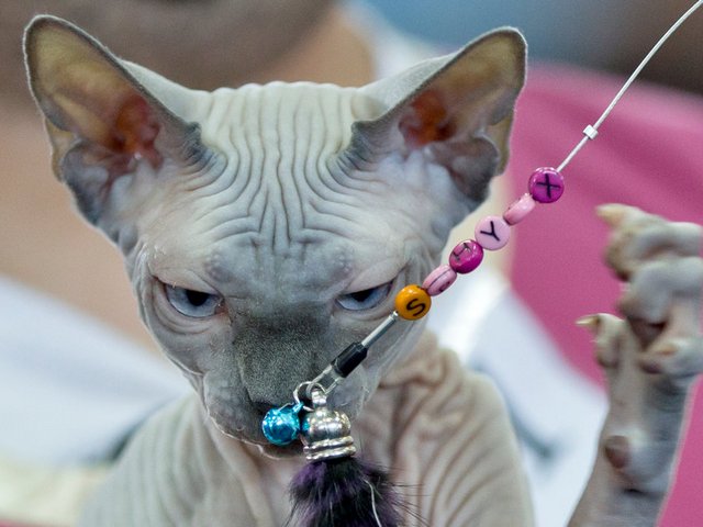 Выставки кошек в Никольске | ЗооТом портал о животных