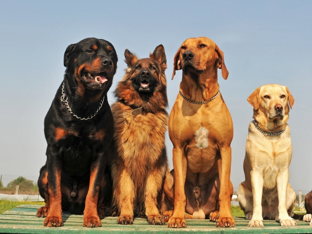 Крупные породы собак в Никольске | ЗооТом портал о животных